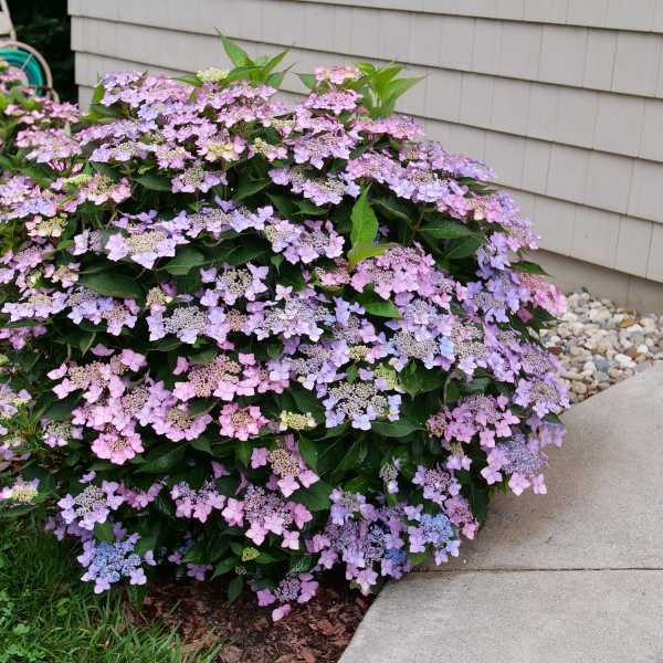 HYDRANGEA M LD CAN DO #3