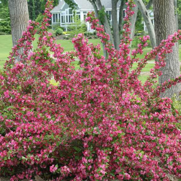 WEIGELA SONIC BLOOM PINK #3