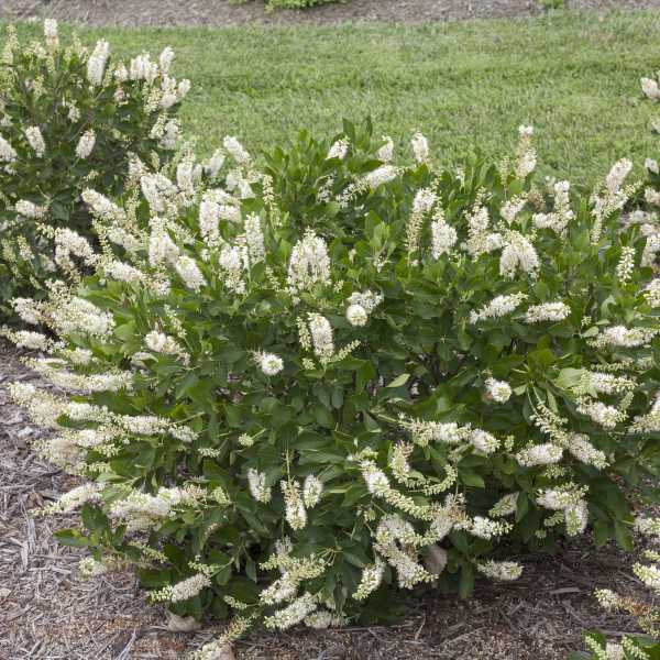 SUMMERSWEET VANILLA SPICE #3