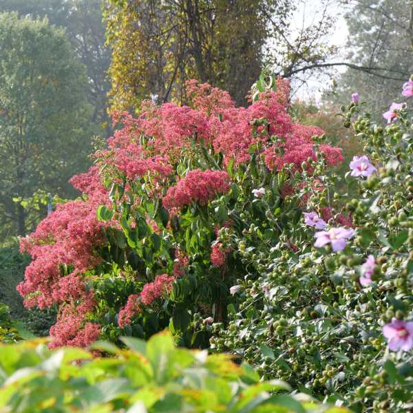 SEVEN SON TEMPLE OF BLOOM #7