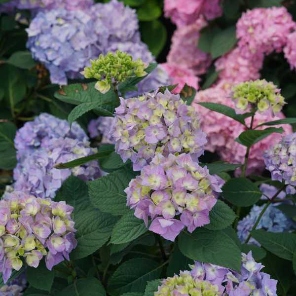 HYDRANGEA M LD SKYVIEW #3