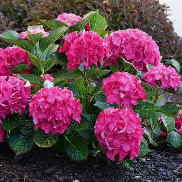 HYDRANGEA M WEE BIT GIDDY #3