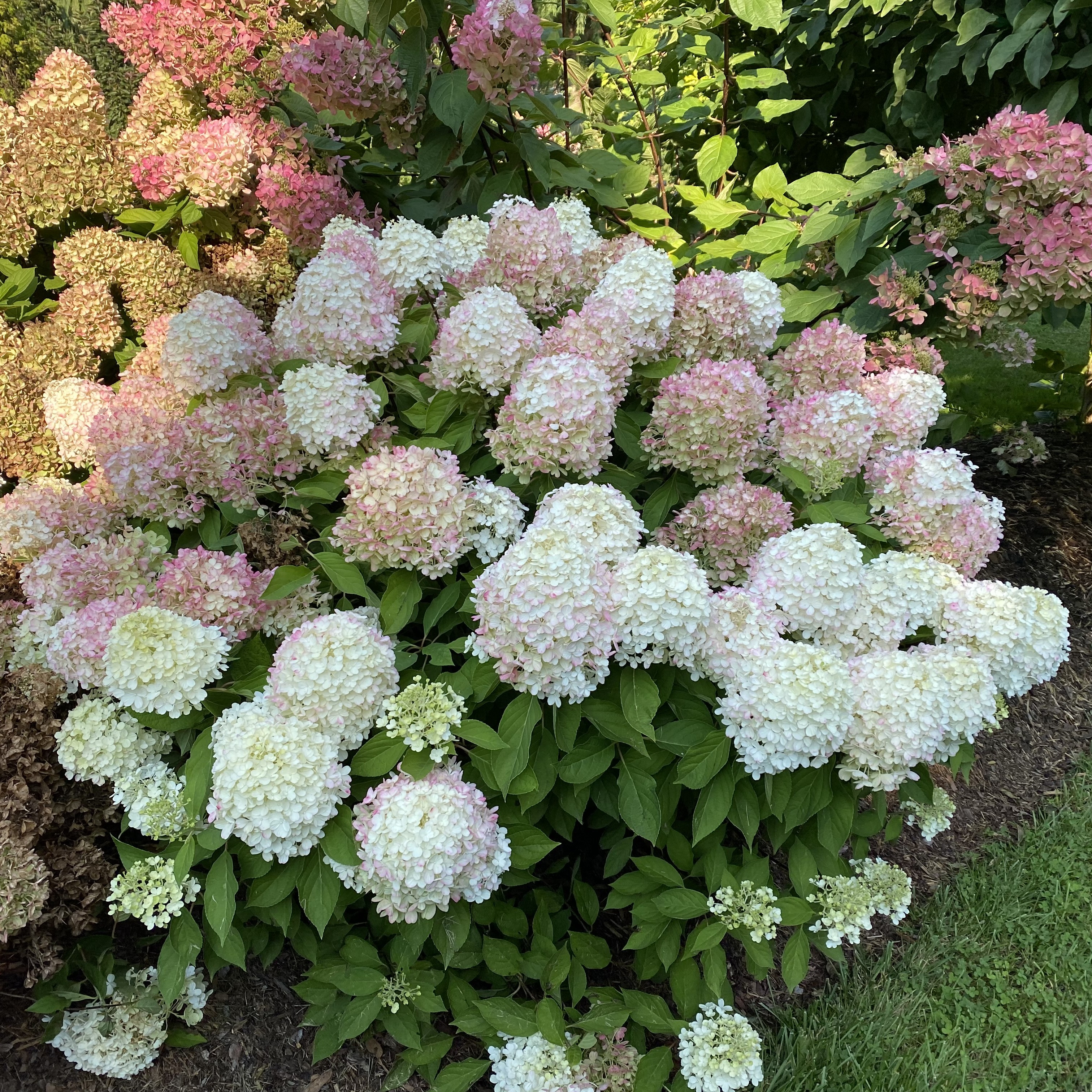HYDRANGEA P FIRE LIGHT TIDBIT #3