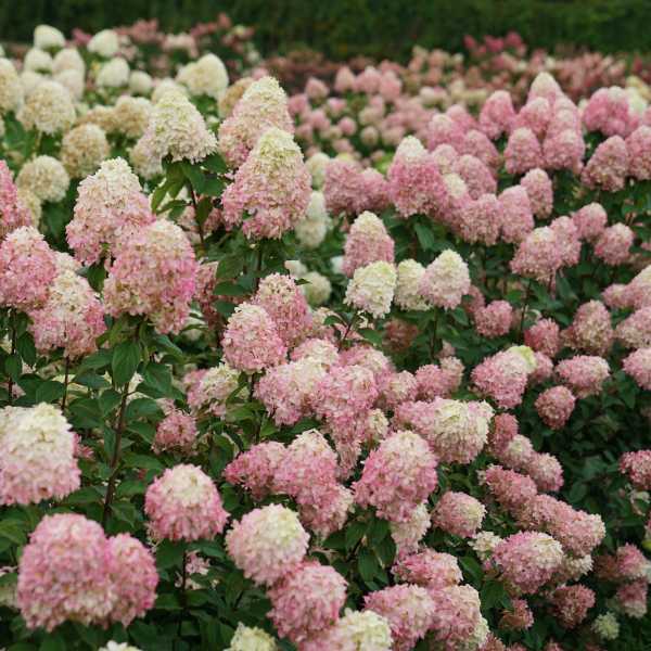 HYDRANGEA P LIMELIGHT PRIME #3