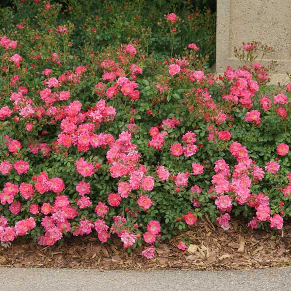 ROSE OSO EASY DOUBLE PINK #2