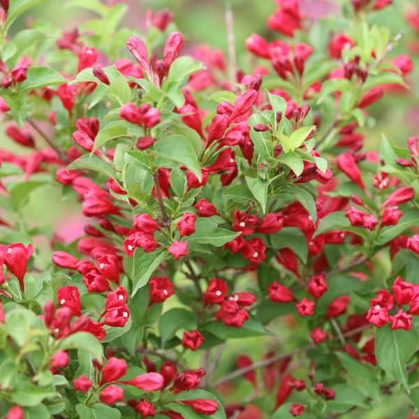 WEIGELA SONIC BLOOM RED  #3