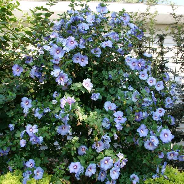 ROSE OF SHARON AZU BLUE SATIN #3