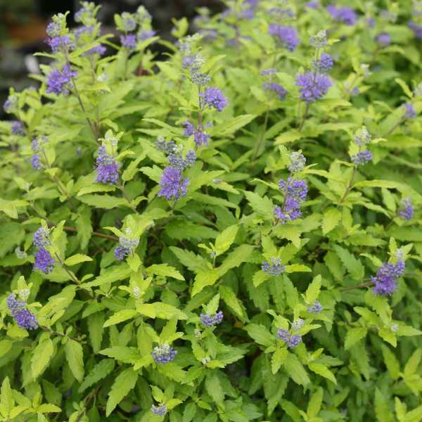 BLUEBEARD SUNSHINE BLUE II #2