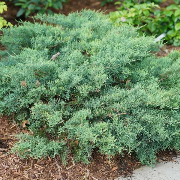 JUNIPER MONTANA MOSS #3