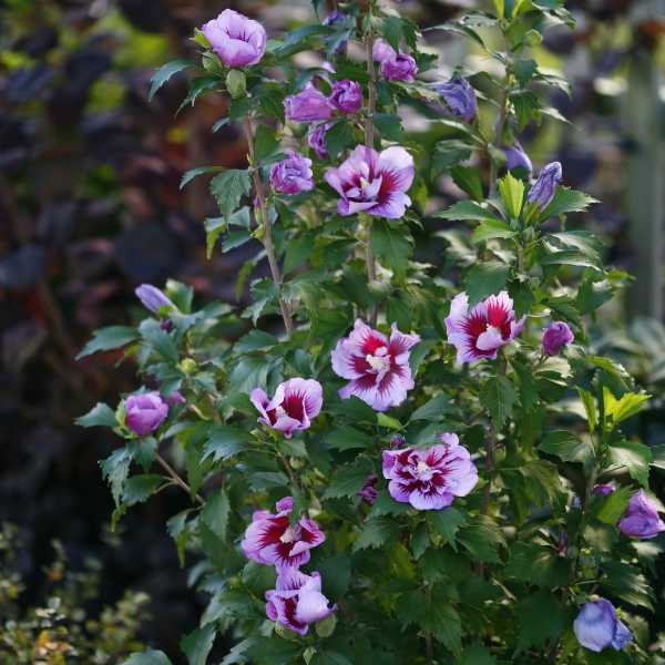 ROSE OF SHARON PURPLE PILLAR #6