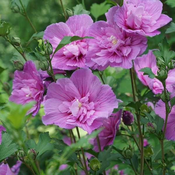 ROSE OF SHARON DK LAV CHIFFON #3