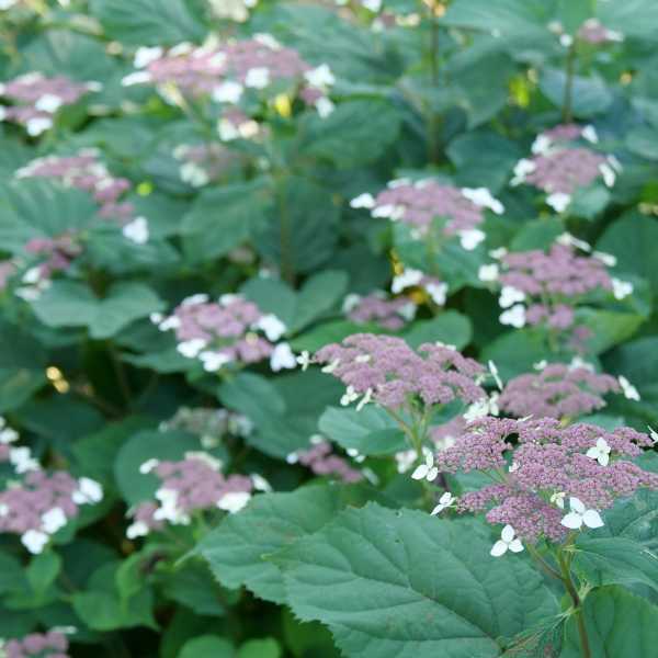 HYDRANGEA A INVINCIBELLE LACE #3