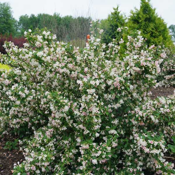 WEIGELA SONIC BLOOM PEARL #3