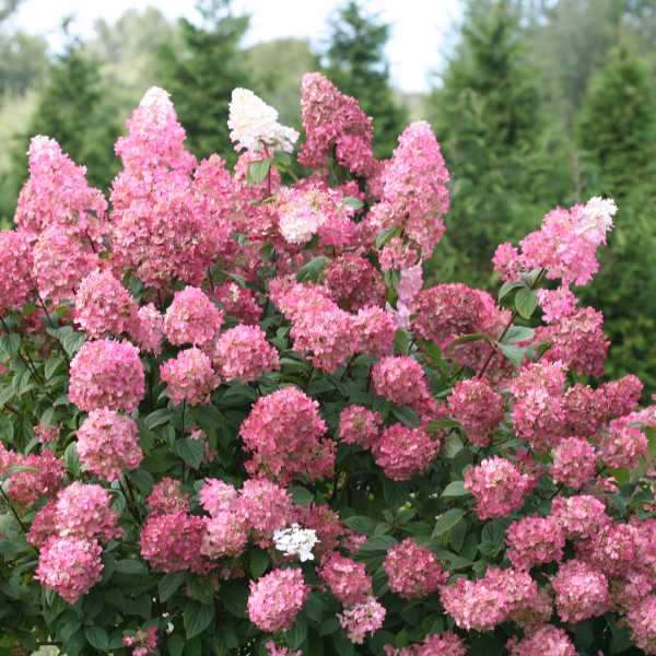 HYDRANGEA P FIRE LIGHT #3
