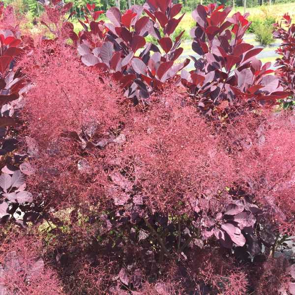 SMOKEBUSH WINECRAFT BLACK #3