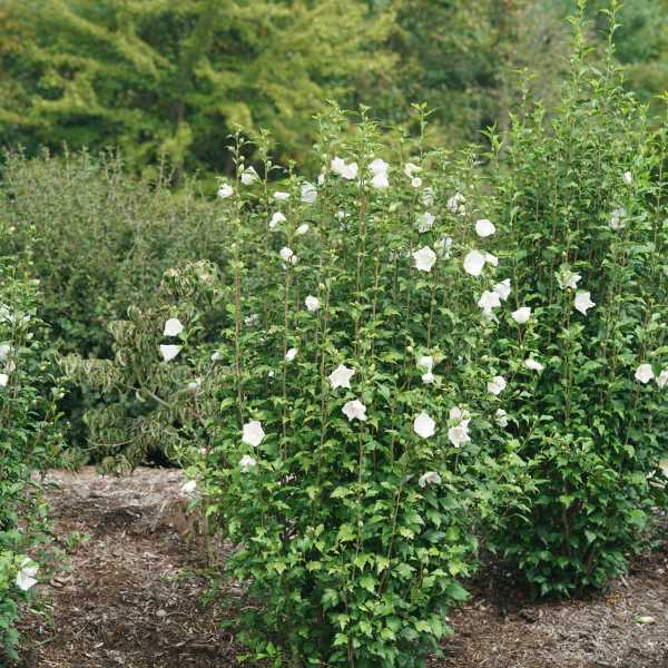 ROSE OF SHARON WHITE PILLAR #3