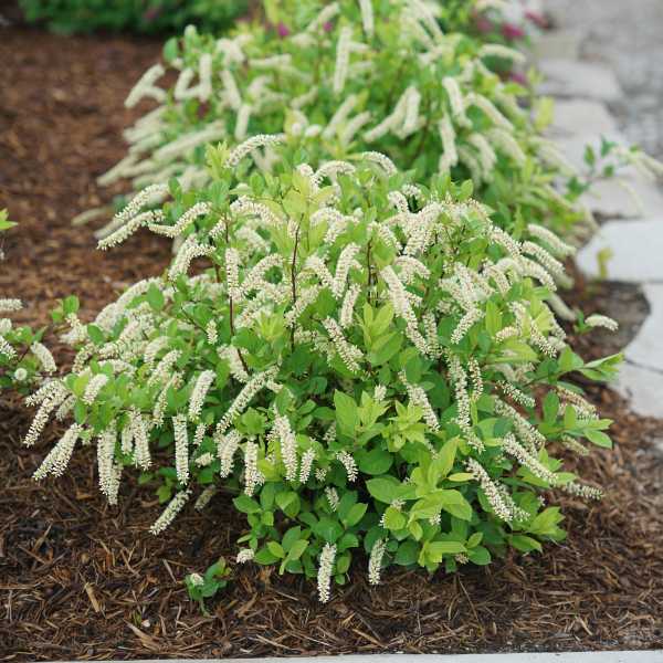 SWEETSPIRE SCENTLANDIA #3