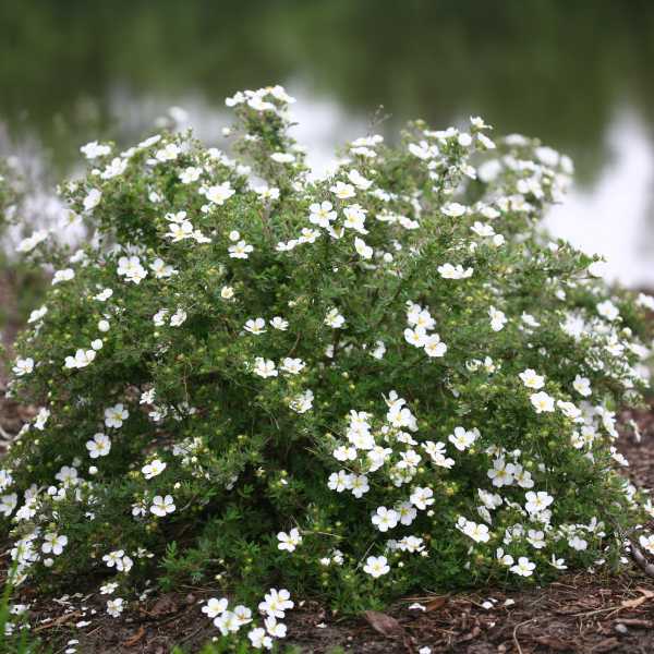 POTENTILLA HAPPY FACE WHITE #2