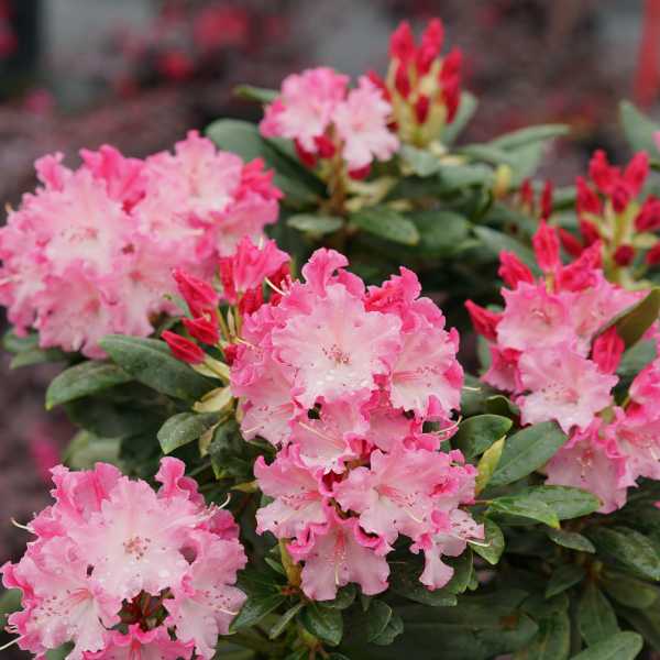Rhododendron Color Wheel #3
