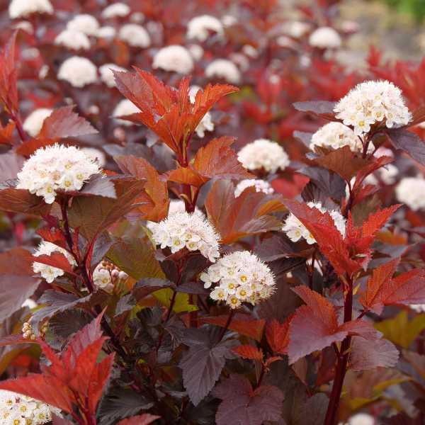 NINEBARK GINGER WINE #3