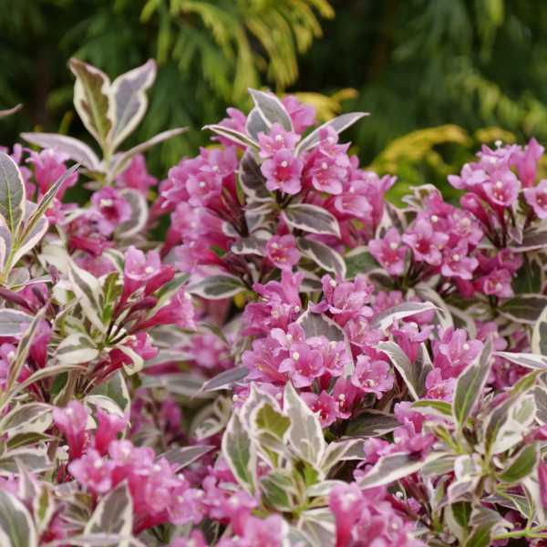 WEIGELA MY MONET PURPLE #2
