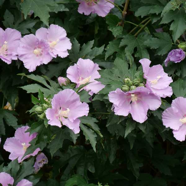 ROSE OF SHARON POLLYPETITE #10SS