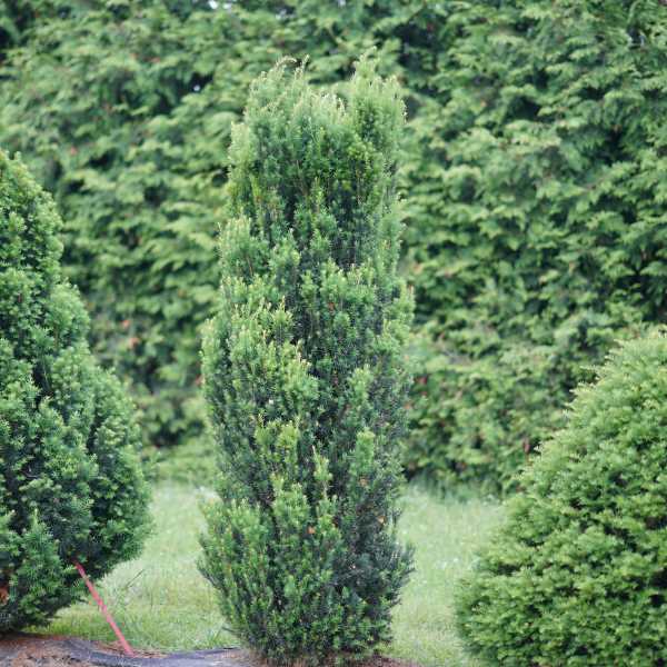 YEW STONEHENGE #6