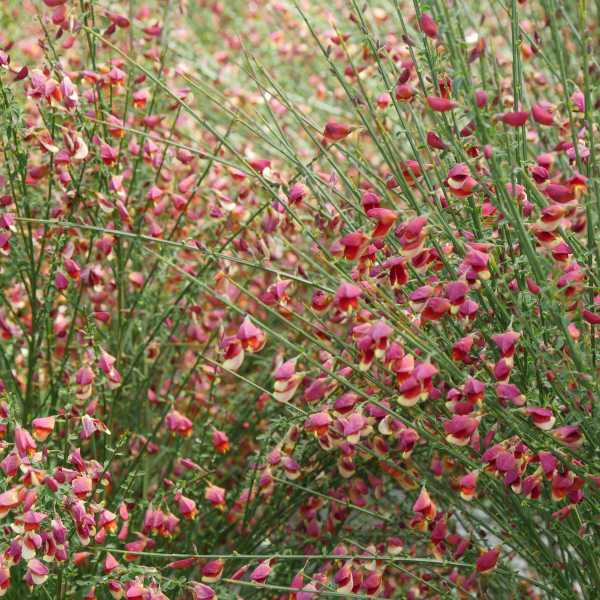 SCOTCH BROOM SISTER ROSIE #3