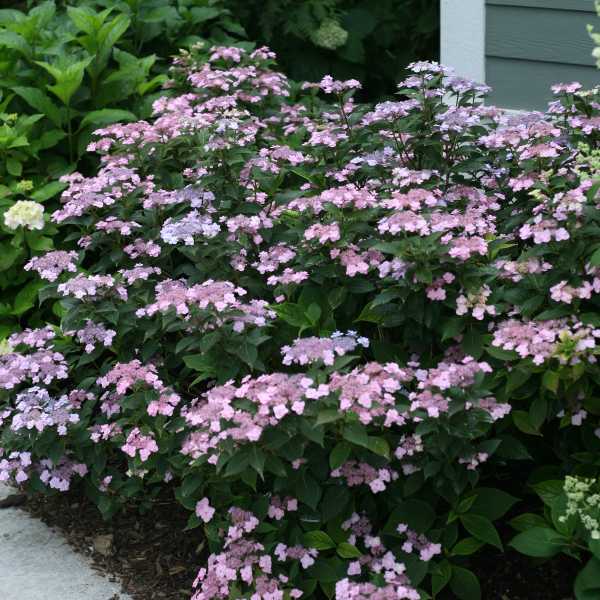 HYDRANGEA TINY TUFF STUFF #3