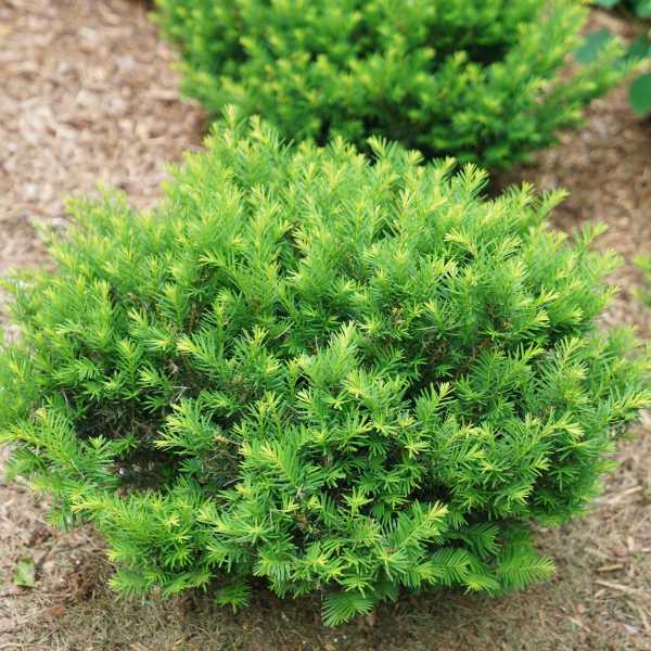 YEW STONEHENGE DARK DRUID #6