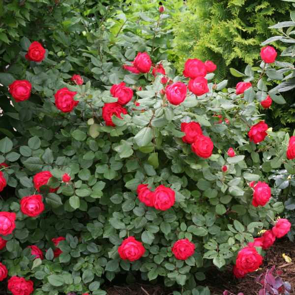 ROSE OSO EASY HOT PAPRIKA #3