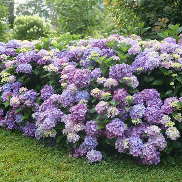HYDRANGEA M LD LOVABLE #3