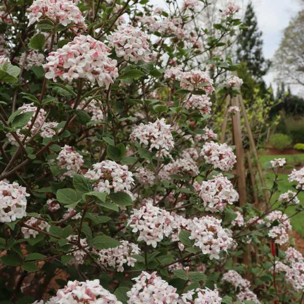 VIBURNUM  "SPICE GIRLL" #3