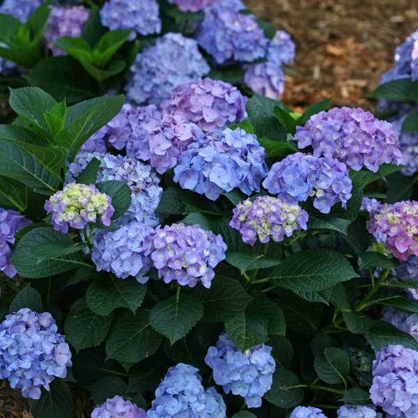 HYDRANGEA M LD BLUE JANGLES #3