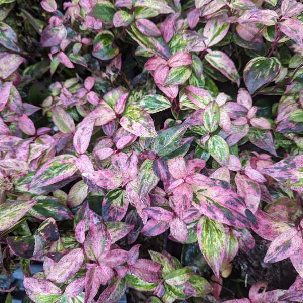 Leucothoe Paisley Pup #2