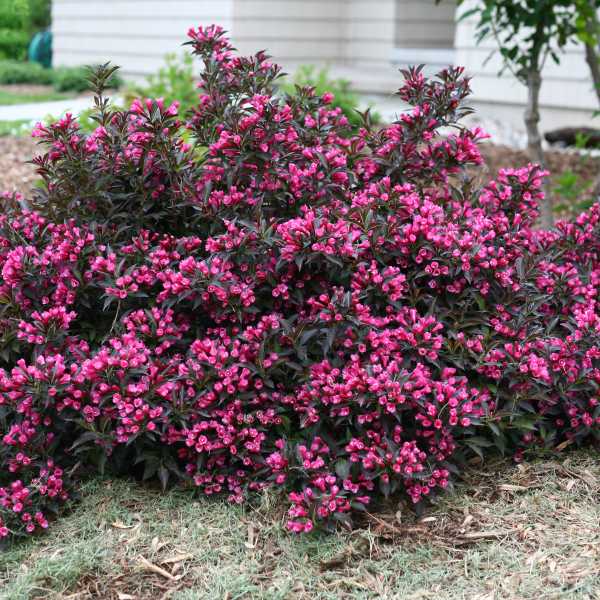 WEIGELA SPILLED WINE #3