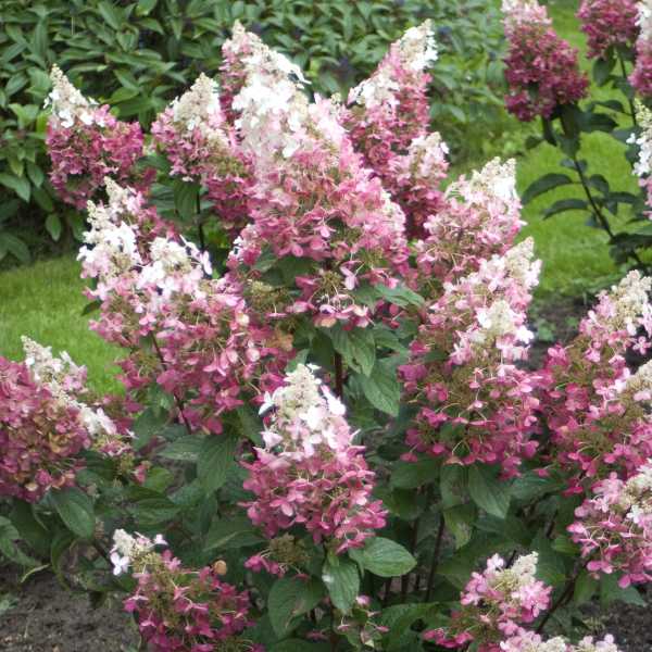 HYDRANGEA P PINKY WINKY #3
