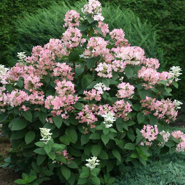 Hydrangea P Quick Fire #3