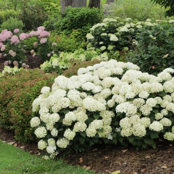 HYDRANGEA A INVINC WEE WHITE #3