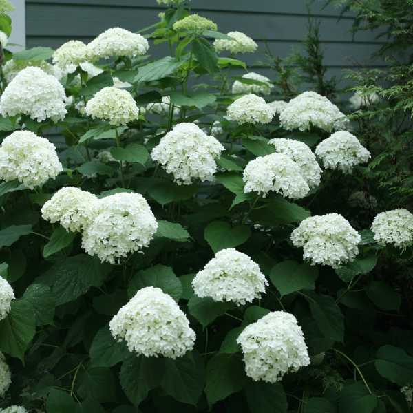 HYDRANGEA ARBORESCENS #3