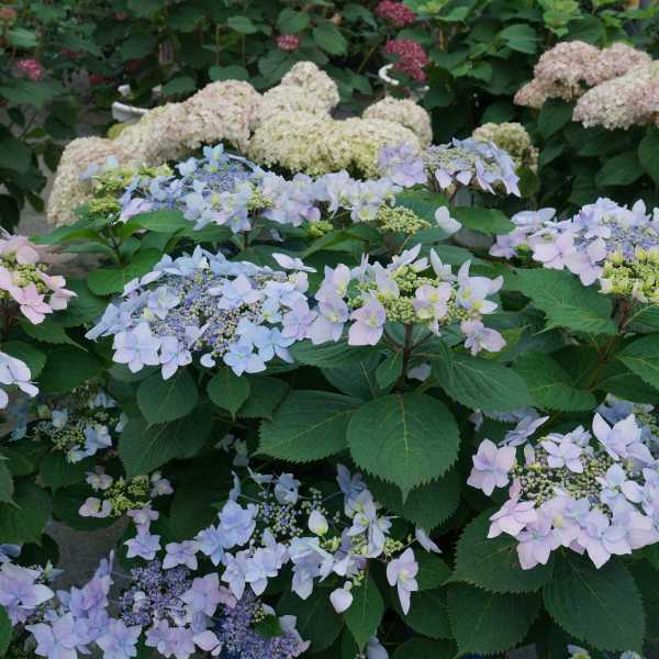 HYDRANGEA TUFF STUFF AH-HA #3