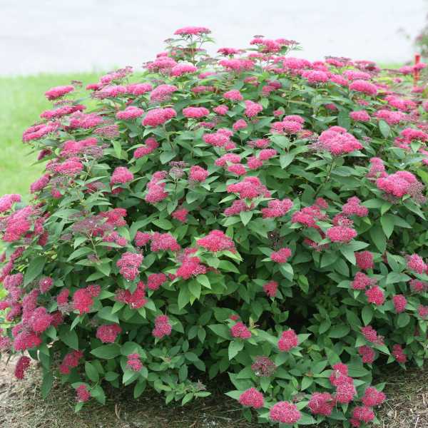 SPIRAEA DOUBLE PLAY RED #3