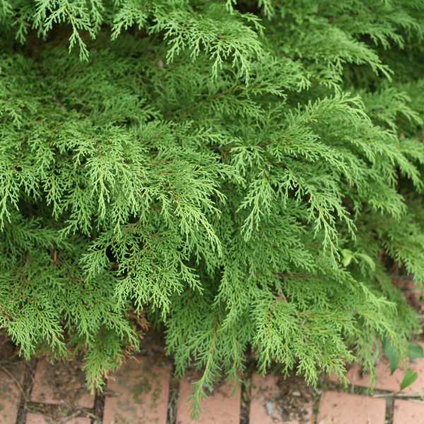 RUSSIAN CYPRESS CELTIC #3