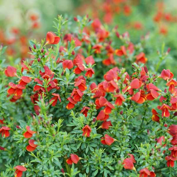 SCOTCH BROOM SISTER REDHEAD #3