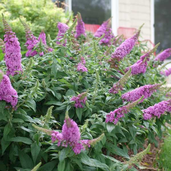 BUTTERFLY BUSH PUGSTER PINK #3