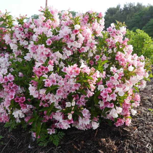 WEIGELA CZECHMARK TRILOGY #3