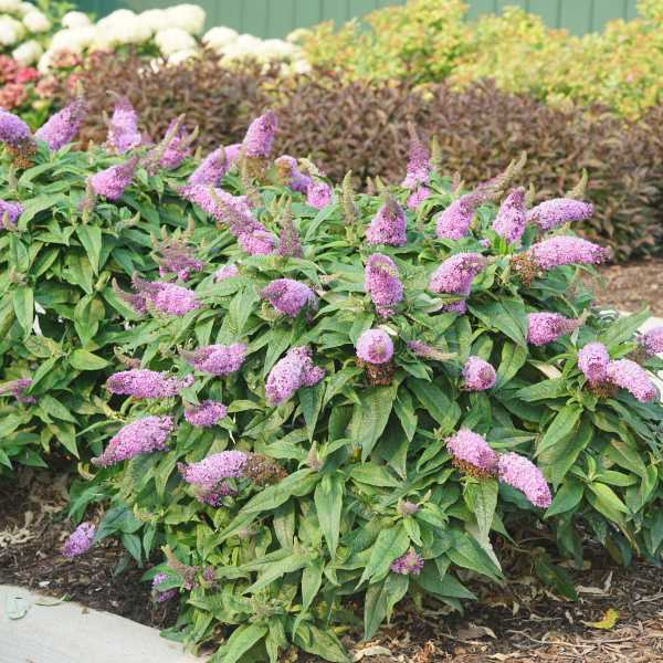 BUTTERFLY BUSH PUGSTER AMETH #3