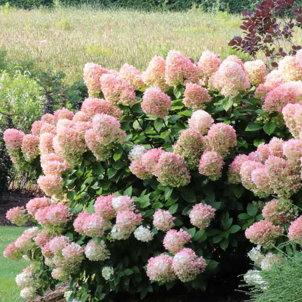 HYDRANGEA P LITTLE LIME PUNCH #7