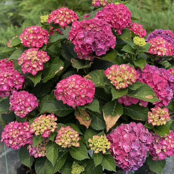 HYDRANGEA WEE BIT GRUMPY #2