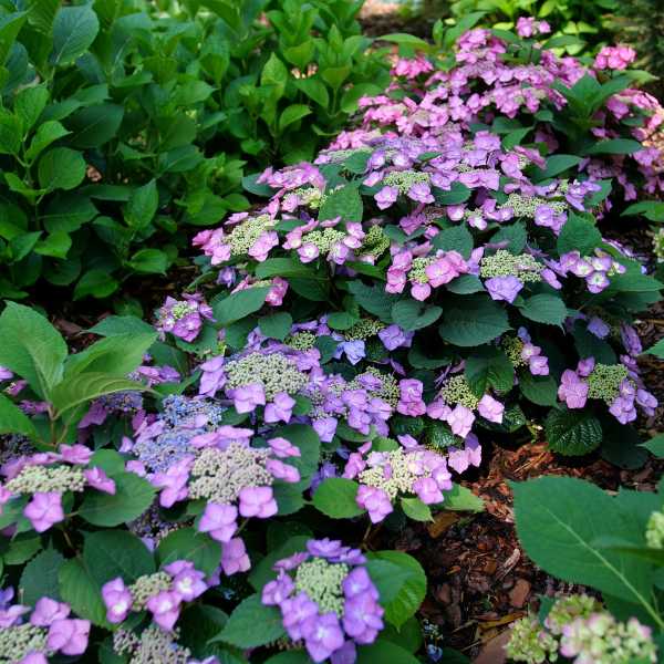 HYDRANGEA TUFF STUFF TOP FUN #3